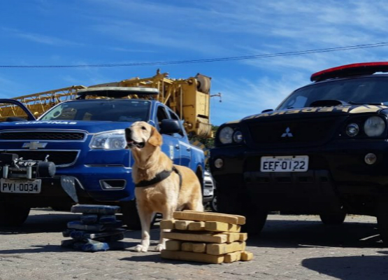 Agentes integraram seis cães à força-tarefa