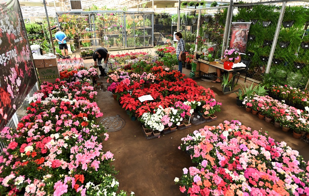 O Mercado das  Flores da Ceasa funcionará normalmente na quinta, das 10 às 16h30, e na sexta, das 8h às 16h30