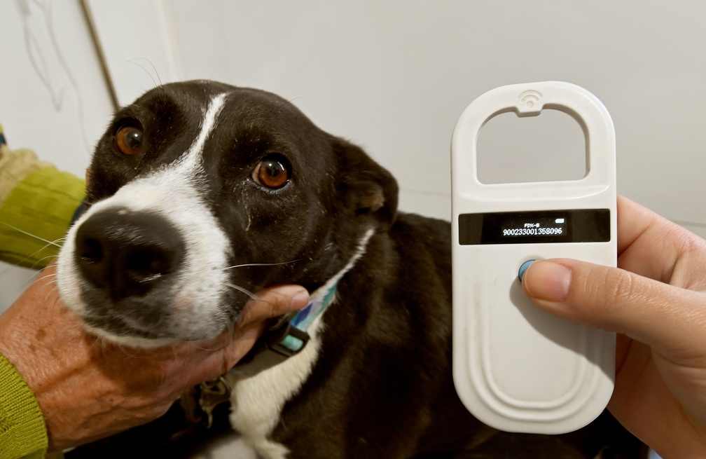 Consulta médica veterinária, vacinação e microchipagem dos animais são os serviços mais procurados nos Consultórios Móveis