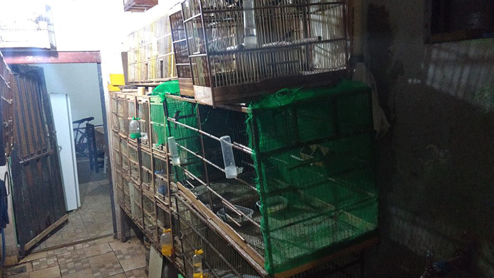 Viveiros não tinham condições para acomodar os pássaros