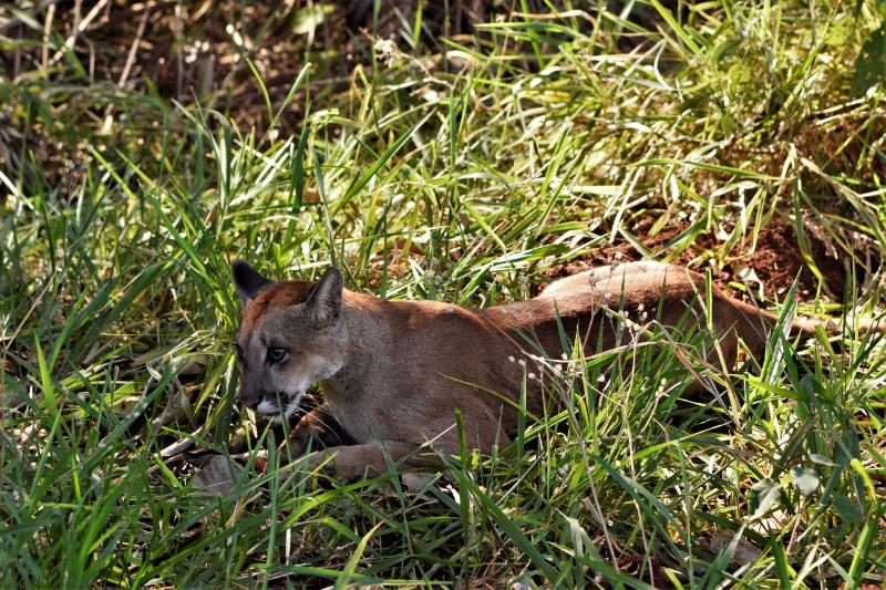 Onça-parda que entrou na área do Hospital Madre Theodora nesta segunda-feira, 22