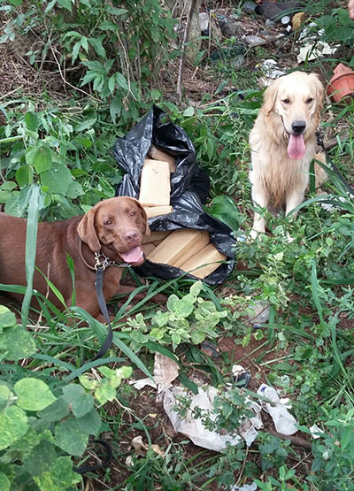 Maconha estava em um terreno de pastagem