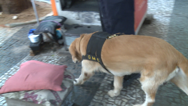 Cães farejadoras procuraram drogas
