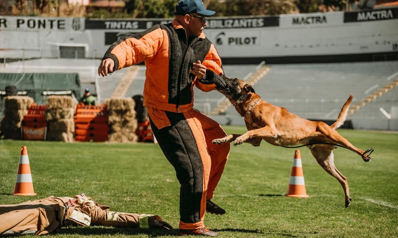 Cães civis e militares competirão em ações de patrulha e detecção