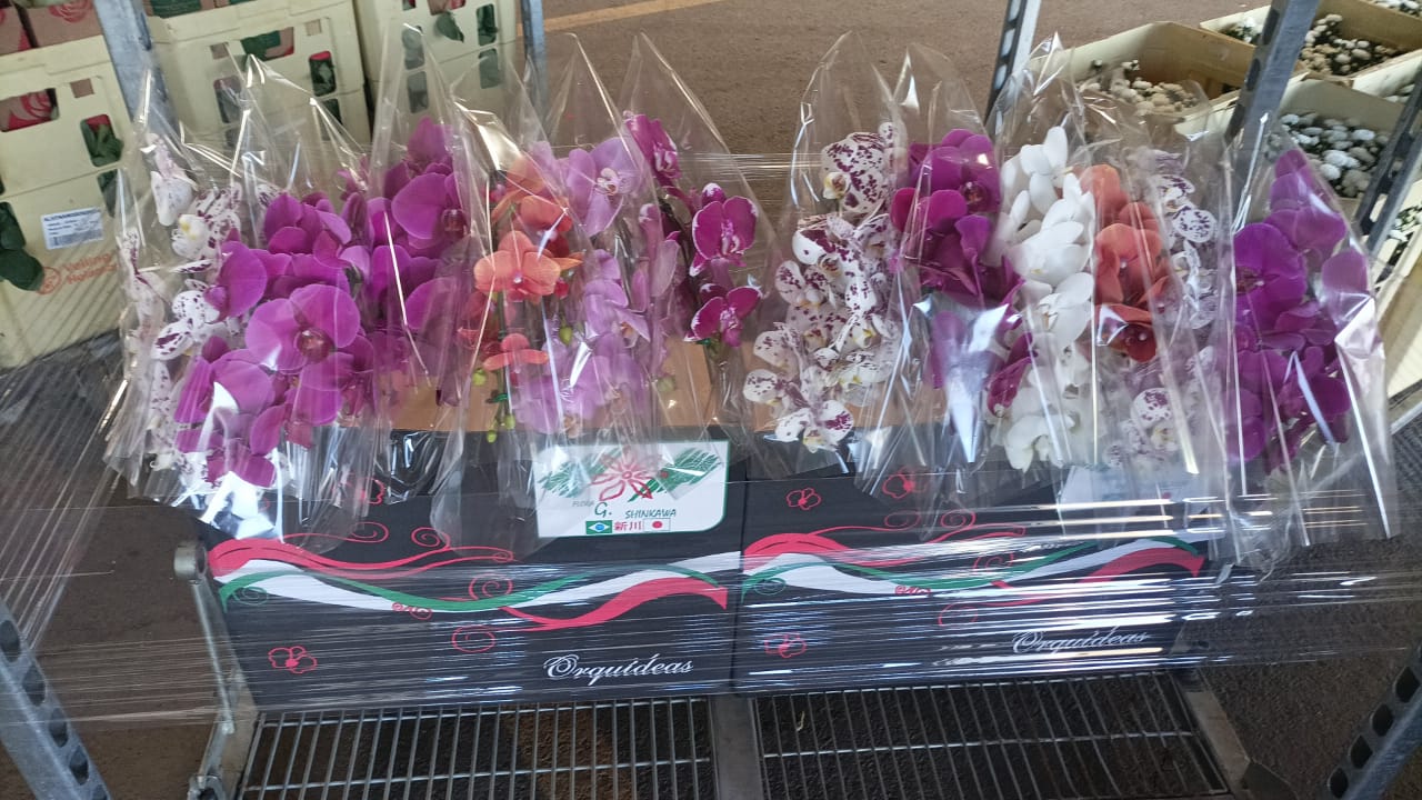 Rosas vermelhas, mini buquês e orquídeas estão entre os mais procurados