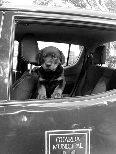 Filhote fez pose vintage