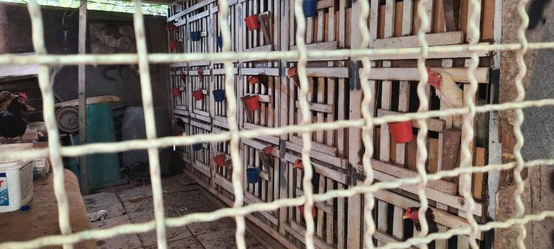 Não havia água e comida para os animais