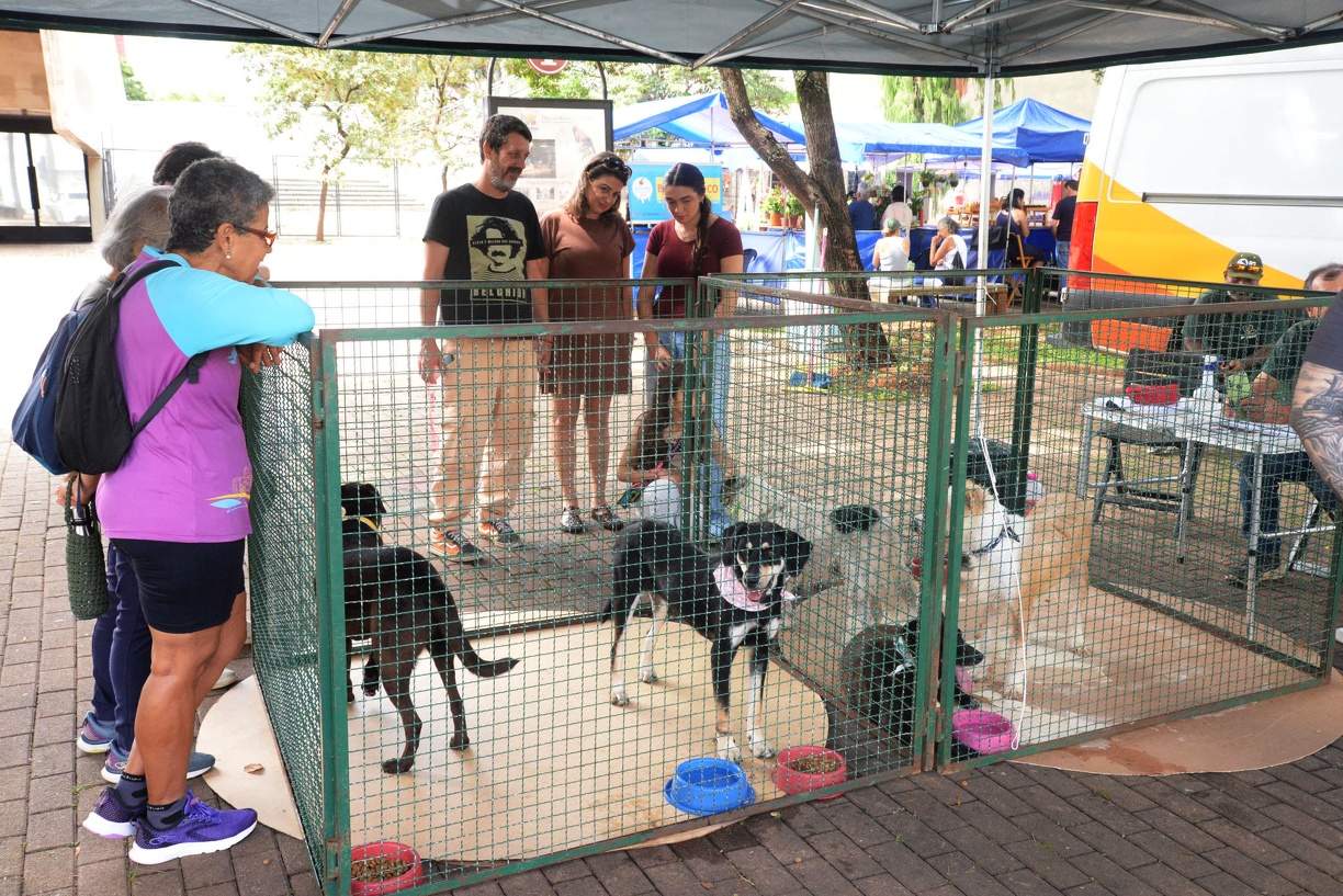Iniciativa busca estimular as oportunidades para que cães resgatados encontrem um lar definitivo por meio da adoção responsável