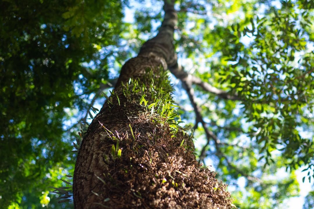 Com mais de cem anos, o imponente jatobá recepciona quem percorre a trilha batizada em sua homenagem