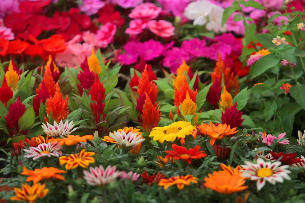 A explosão de cores e formas atrai cada vez mais visitantes ao Mercado de Flores