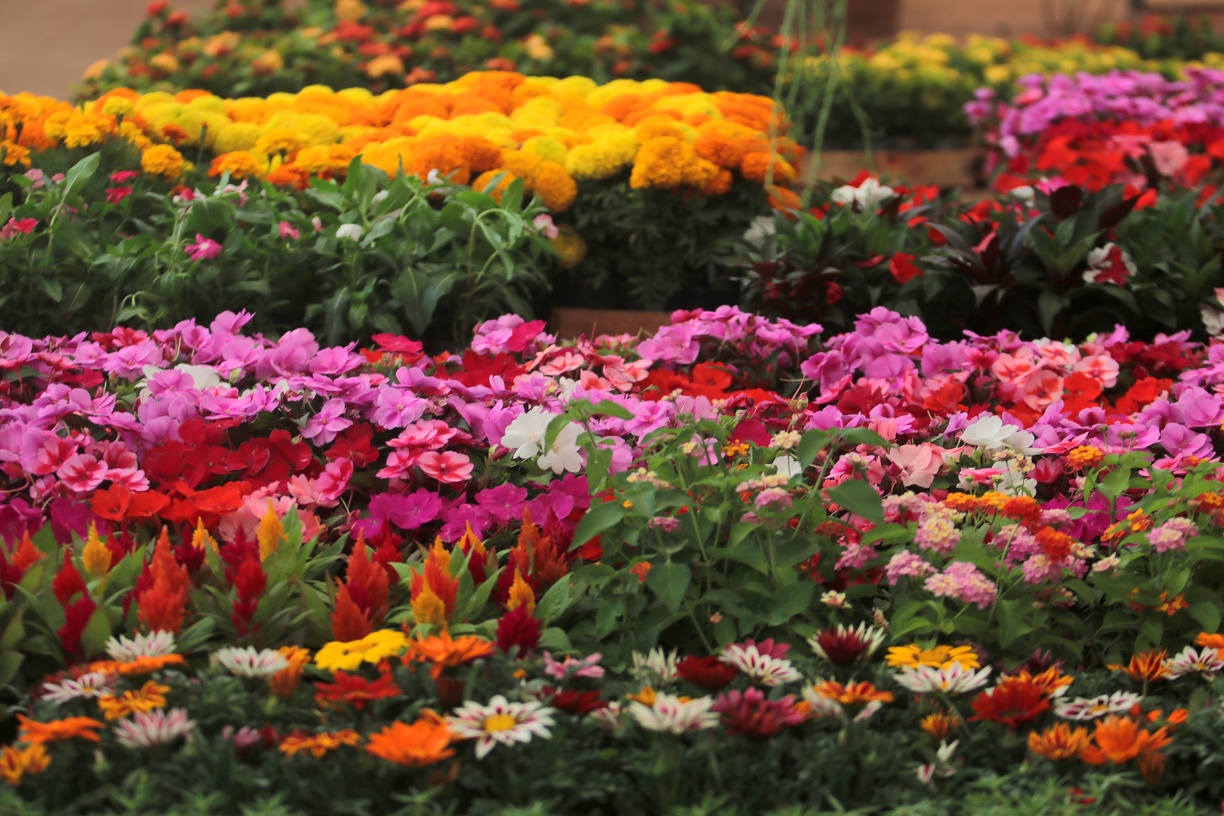 Ceasa Campinas oferece uma manhã especial às mulheres no dia 7 de março, no Mercado das Flores