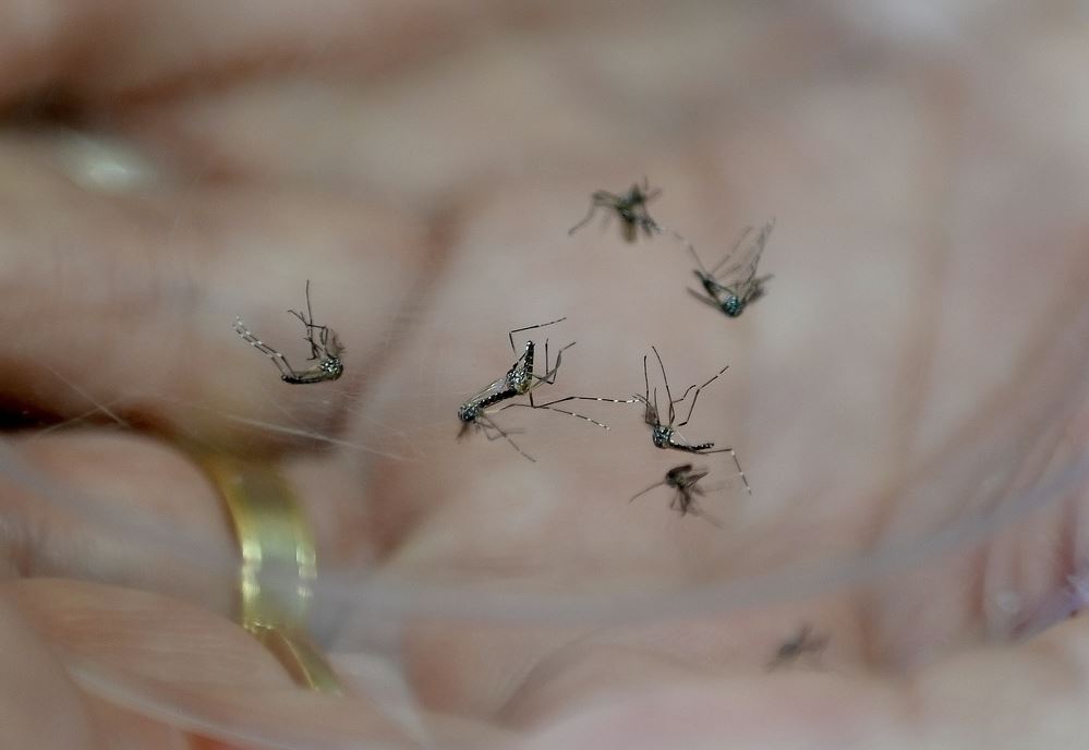 Aedes aegypti é mosquito transmissor da dengue, zika vírus e chikungunya