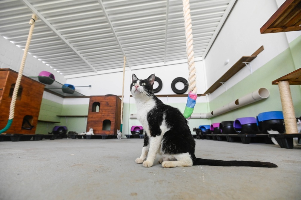 Gatos abrigados contam com diversos itens para estimular o comportamento natural dos felinos