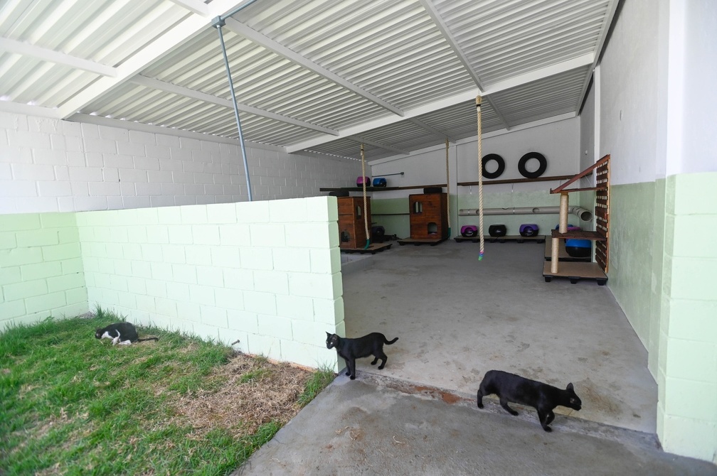 Gatis têm 118 metros quadrados cada e contam com solário e área gramada