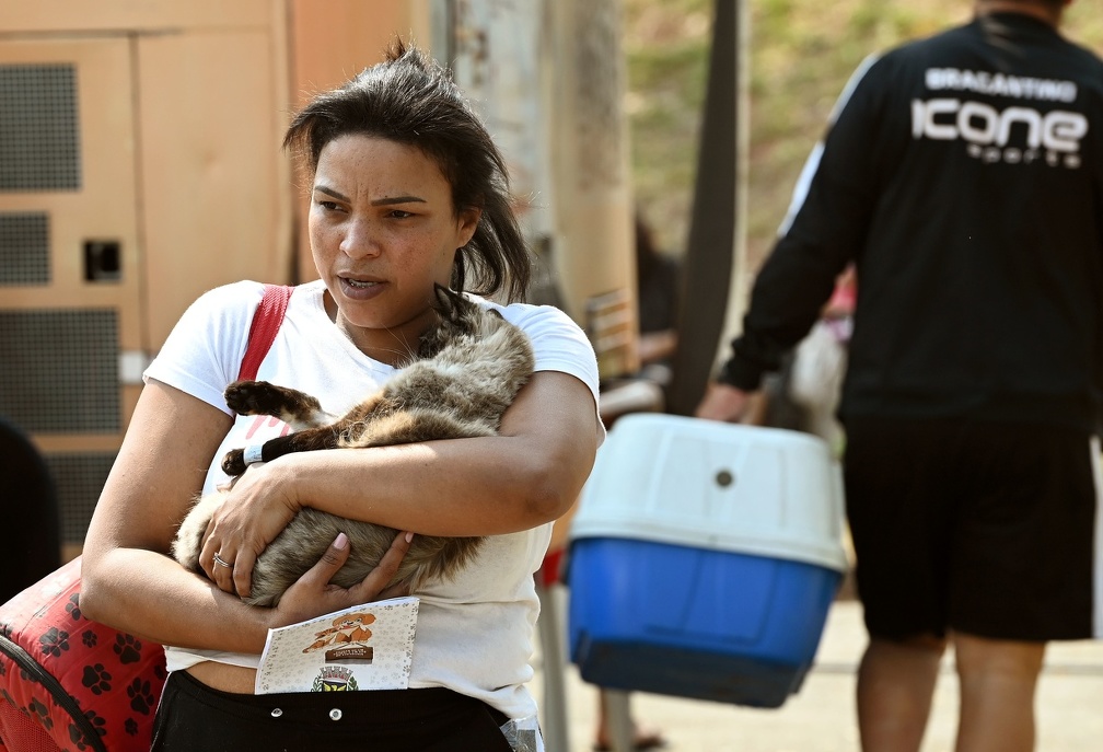 Podem ser castrados cães e gatos com idade entre seis meses e oito anos e o tutor pode levar quantos animais desejar