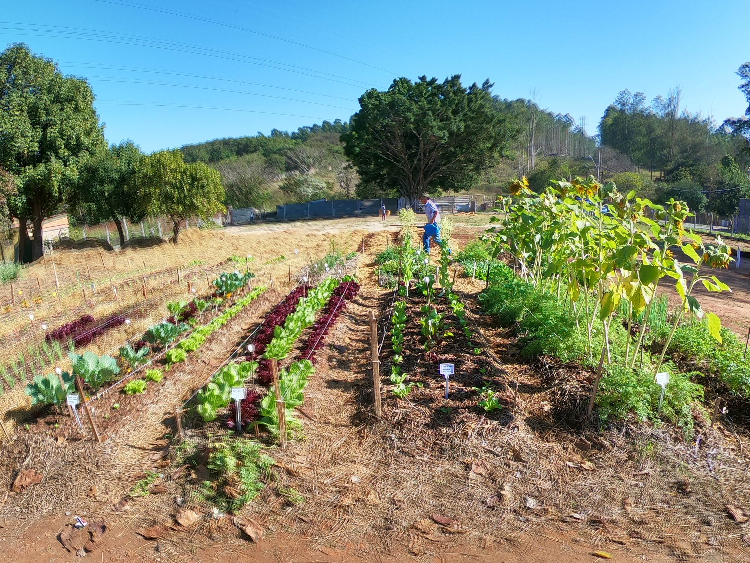 No Jardim Florence fica uma das 207 hortas urbanas cadastradas em Campinas