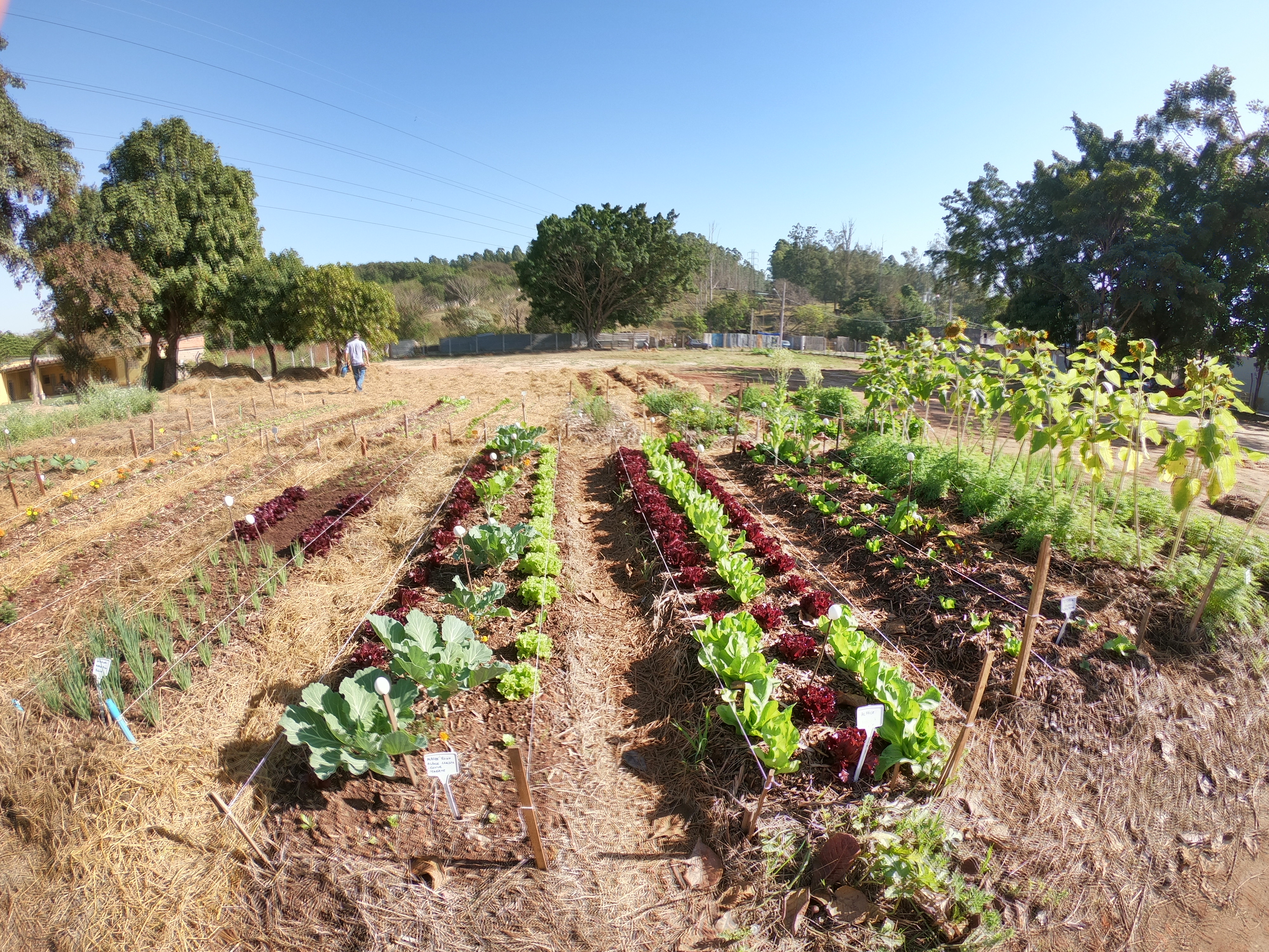 Horta comunitária do Jardim Florence busca proporcionar produção e acesso a alimentos saudáveis