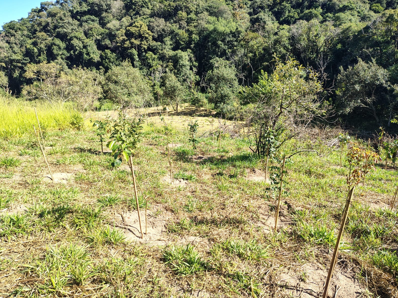 Região do plantio é considerada estratégica pelo Plano Municipal de Recursos Hídricos