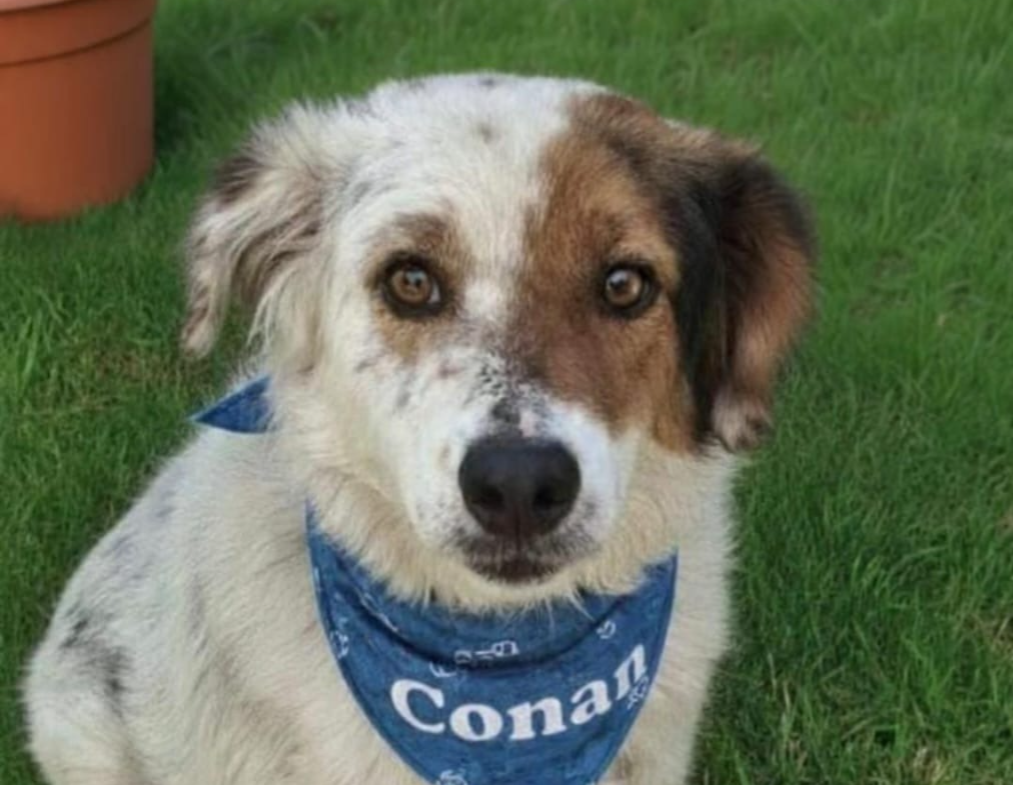 O cãozinho que um dia foi retirado de dentro de um córrego, praticamente sem forças e lutando contra várias doenças, agora, tem um lar.