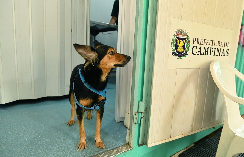 Consultório Veterinário Móvel reforça atendimento gratuito a cães e gatos na Região Noroeste de Campinas