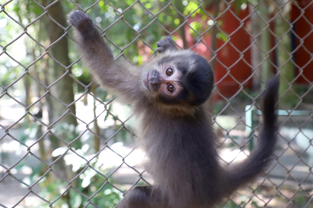 Macaco-prego pode ser encontrado na Mata de Santa Genebra e em áreas vizinhas à reserva ambiental