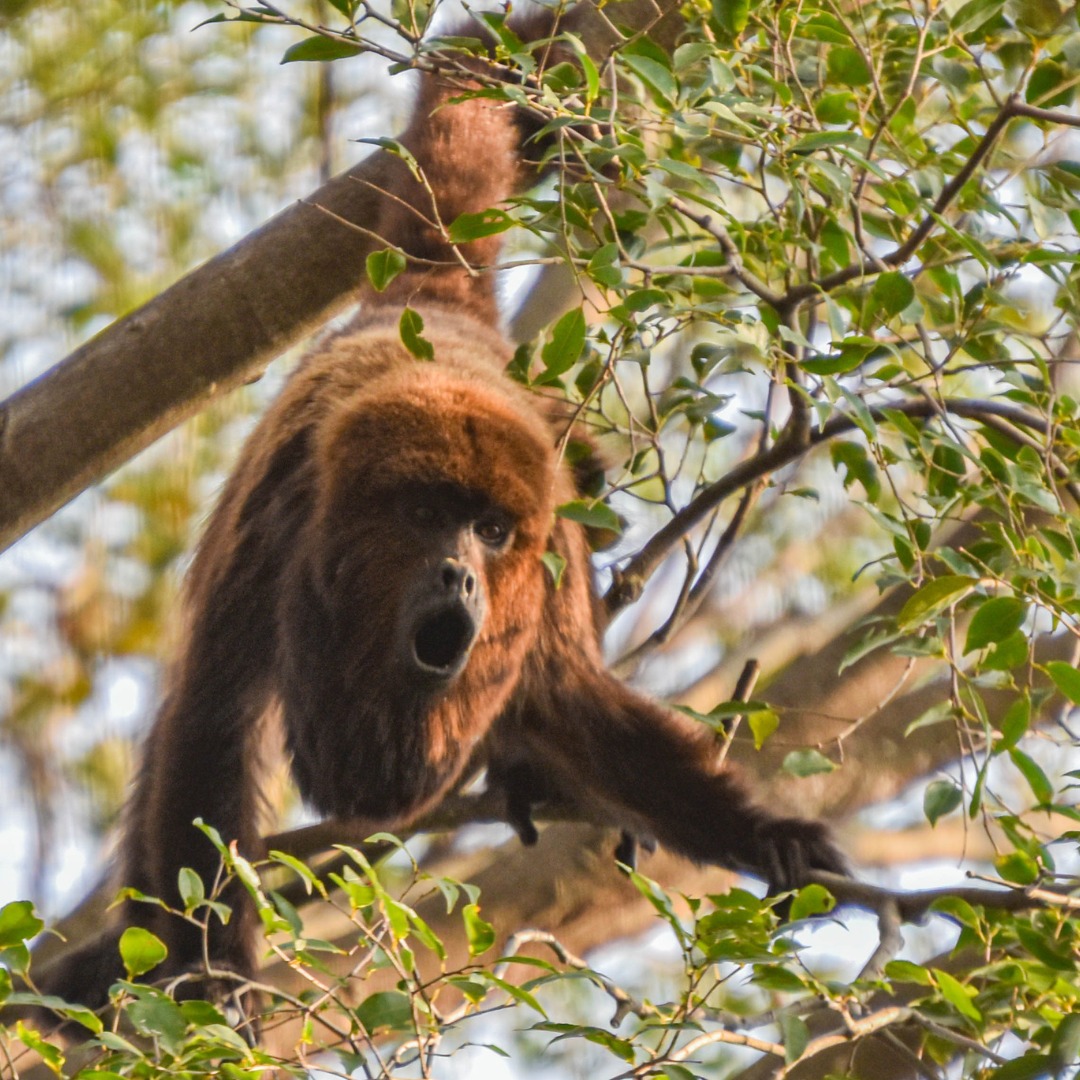A recomendação é que, ao avistar um animal com sintomas atípicos, como apatia e prostração, a Vigilância em Zoonoses deve ser avisada rapidamente