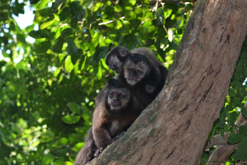 Filhotes do macaco-prego permanecem agarrados à mãe por meses