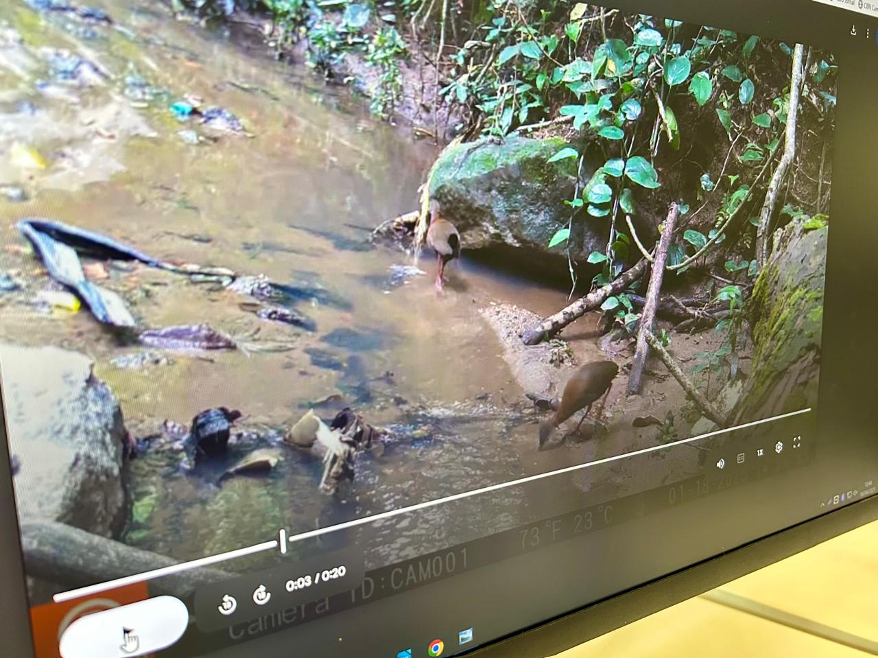 Em três meses de monitoramento foram catalogadas pelo menos 55 espécies da fauna silvestre