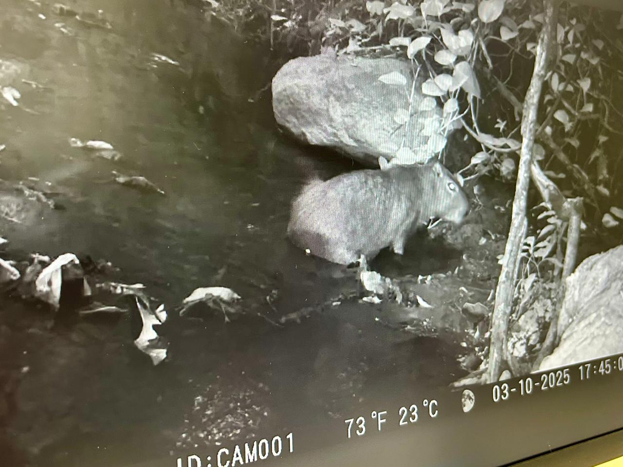 Espécies registradas reforçam a importância dos remanescentes florestais de Campinas para a conservação da biodiversidade