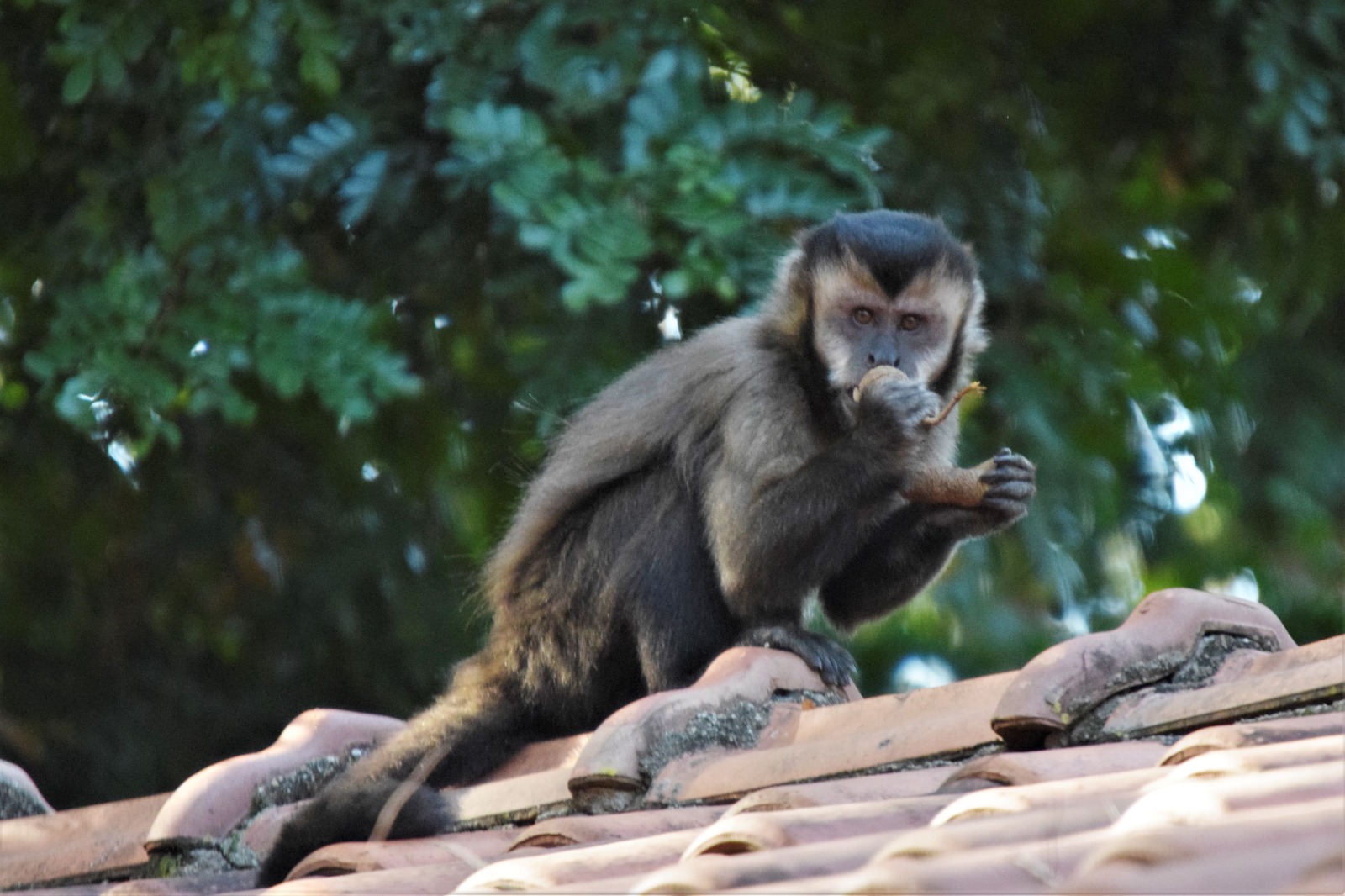 Evento tem como objetivo promover a convivência harmoniosa entre a população e os animais