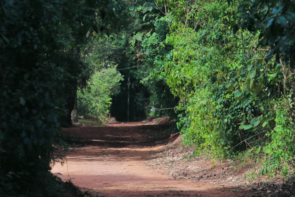 Acesso à Mata de Santa Genebra fica em Barão Geraldo