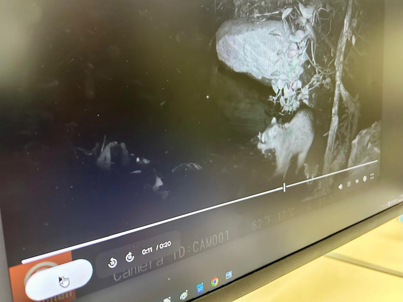 Com a doação da sombra da Mata, a área só pertence ao município enquanto a floresta se mantiver em pé