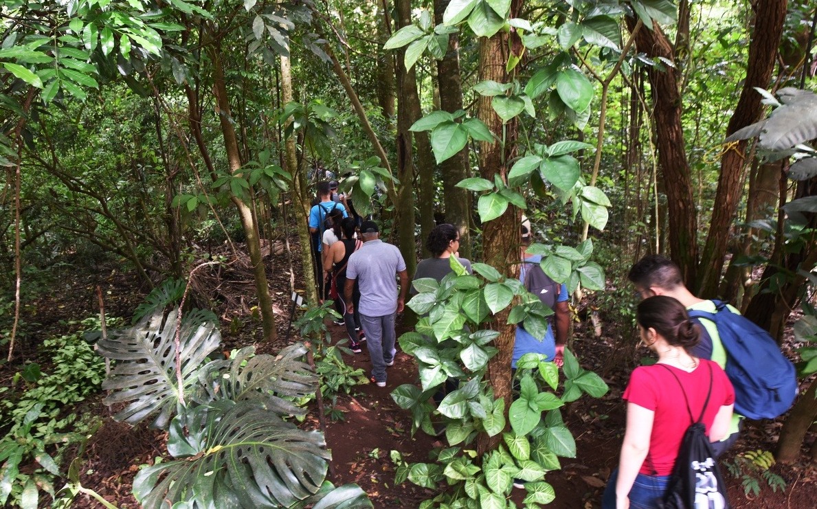 Com mais de 250 hectares de área verde, a Mata de Santa Genebra é refúgio natural em meio à cidade e abriga rica biodiversidade