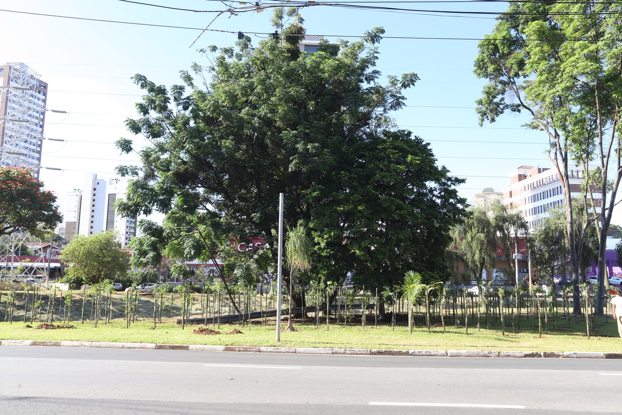 Mudas plantadas nas microflorestas são cultivadas no Viveiro Municipal Otávio Tisseli Filho 