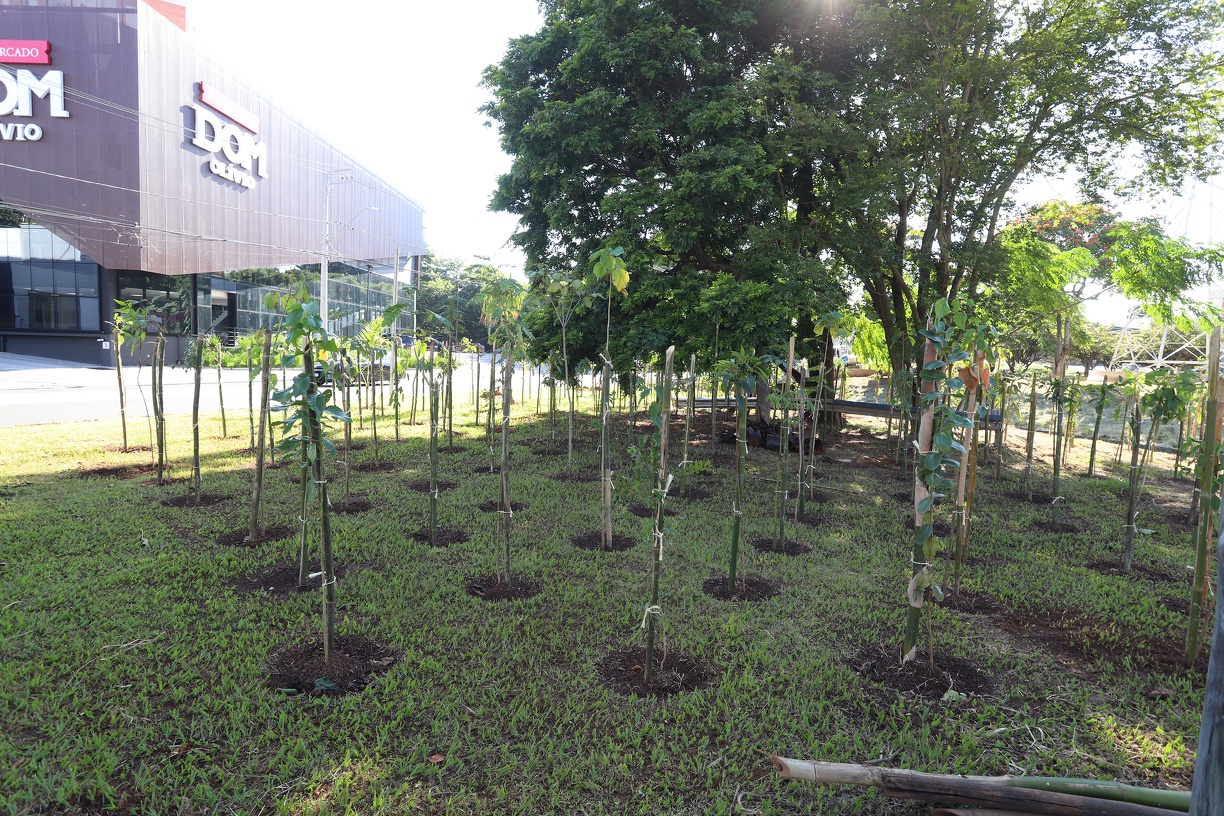 Campinas chega a 24ª microfloresta urbana, na avenida Orosimbo Maia