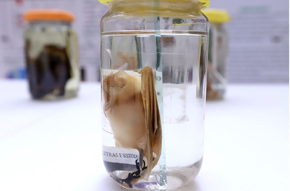 Saúde realiza orientações sobre prevenção à raiva transmitida por morcego