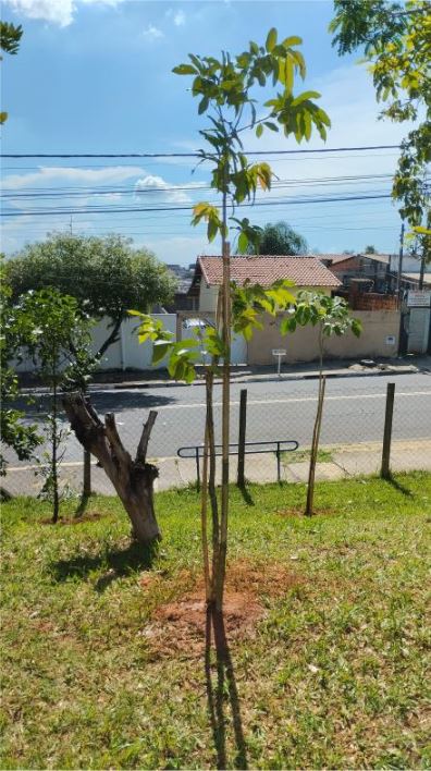 As 27 mudas plantadas completaram o espaço que o CS dispõe para arborização