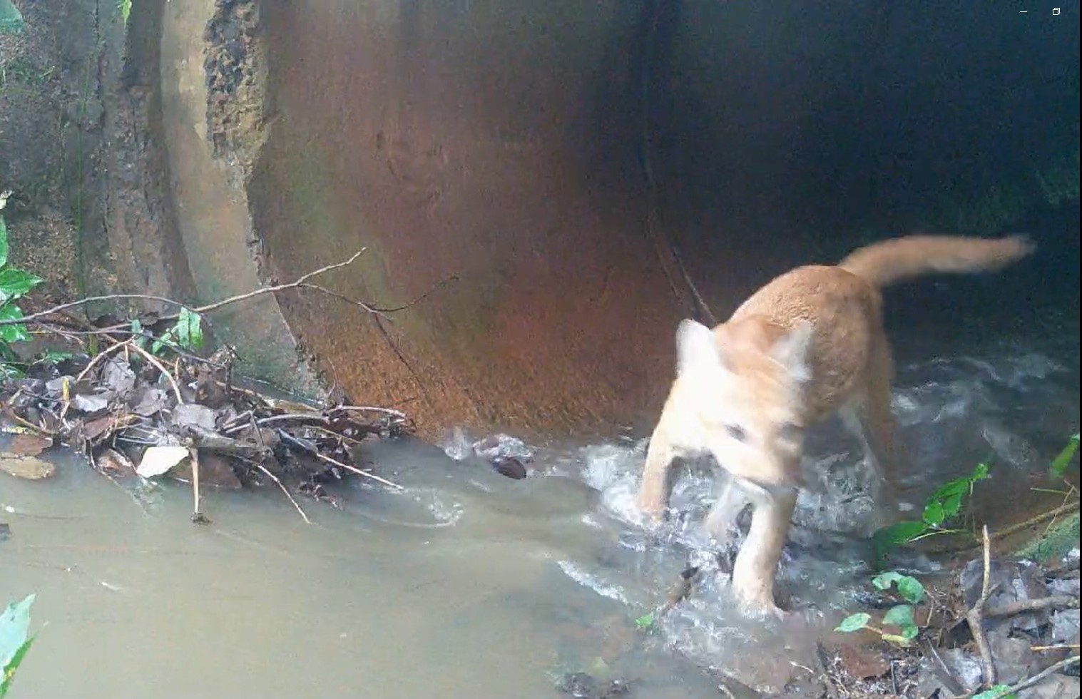 Filhote de onça-parda foi avistado em registro feito por armadilha fotográfica na Mata de Santa Genebra