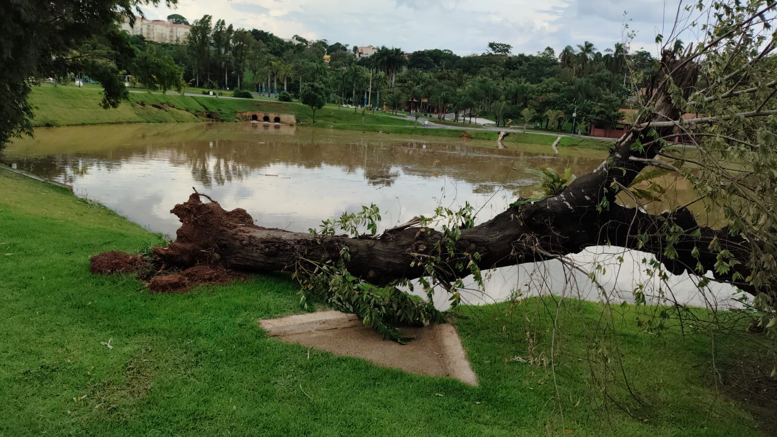 Quatro árvores caíram e provocaram fechamento do Parque das Águas