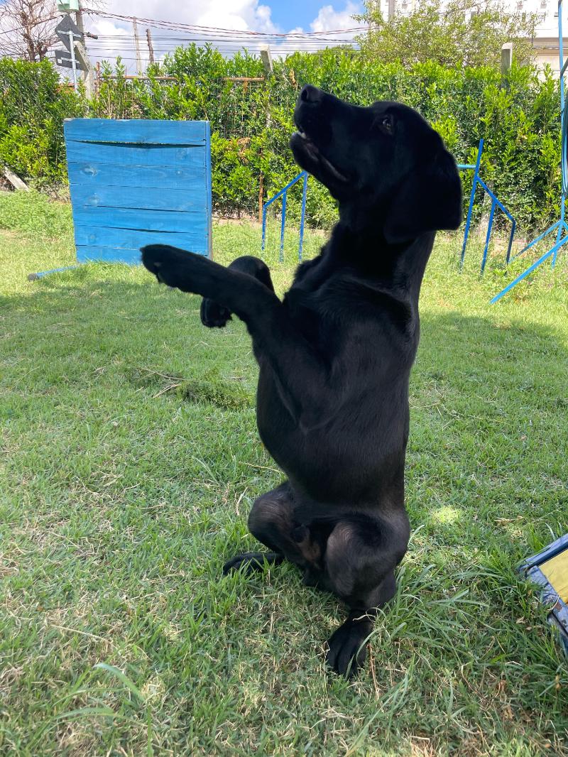 Treinamento inclui habilidades para show de cães e para o trabalho com os GMs