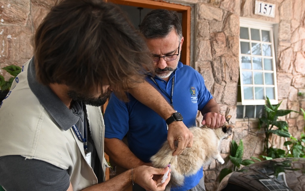 Mesmo animais que não saem de casa precisam ser imunizados